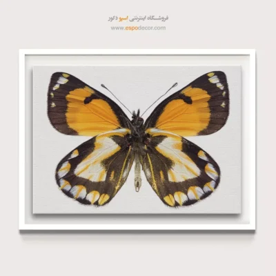 تابلو پروانه - اسپو دکور
