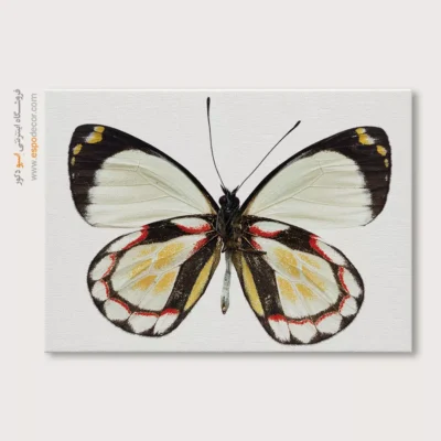 تابلو پروانه - اسپو دکور