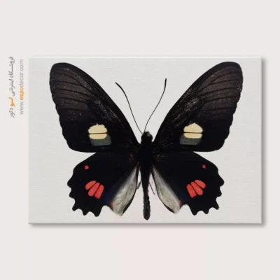 تابلو پروانه - اسپو دکور