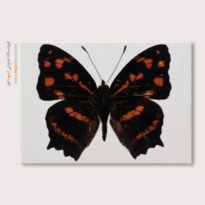 تابلو پروانه - اسپو دکور