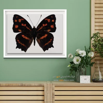 تابلو پروانه - اسپو دکور
