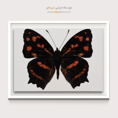 تابلو پروانه - اسپو دکور