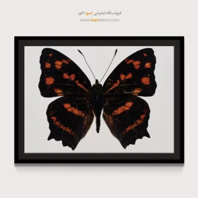 تابلو پروانه - اسپو دکور