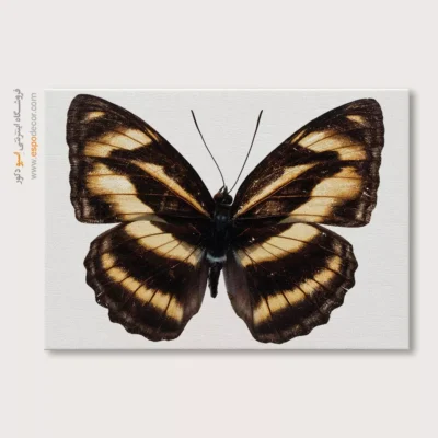 تابلو پروانه - اسپو دکور
