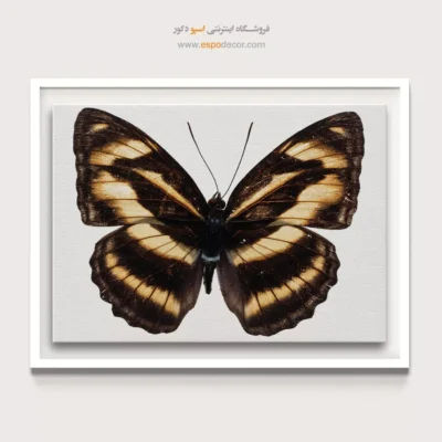 تابلو پروانه - اسپو دکور