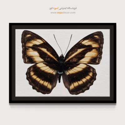 تابلو پروانه - اسپو دکور