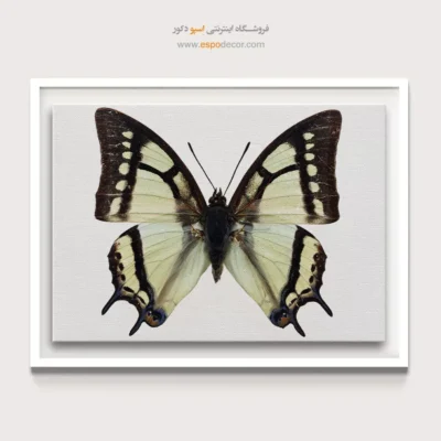 تابلو پروانه - اسپو دکور