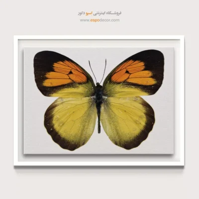 تابلو پروانه - اسپو دکور