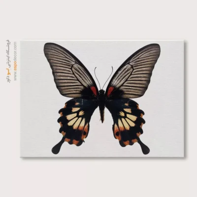 تابلو پروانه - اسپو دکور