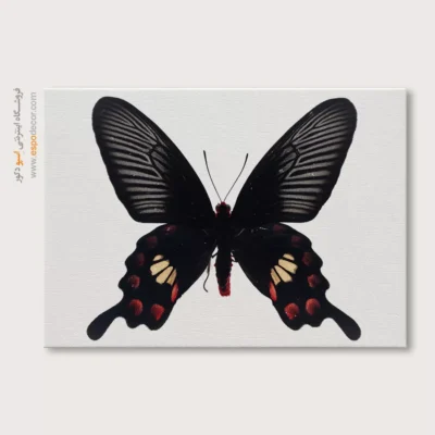 تابلو پروانه - اسپو دکور