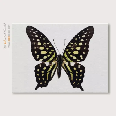 تابلو پروانه - اسپو دکور