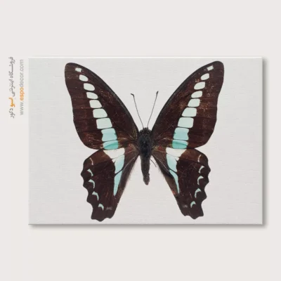 تابلو پروانه - اسپو دکور