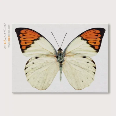 تابلو پروانه - اسپو دکور