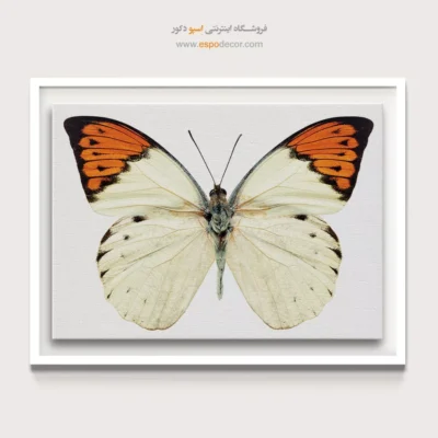 تابلو پروانه - اسپو دکور