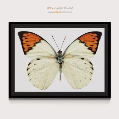 تابلو پروانه - اسپو دکور