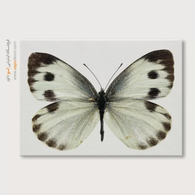 تابلو پروانه - اسپو دکور