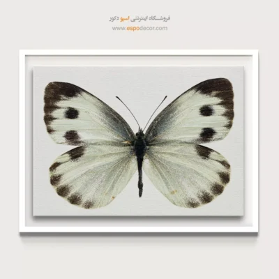 تابلو پروانه - اسپو دکور