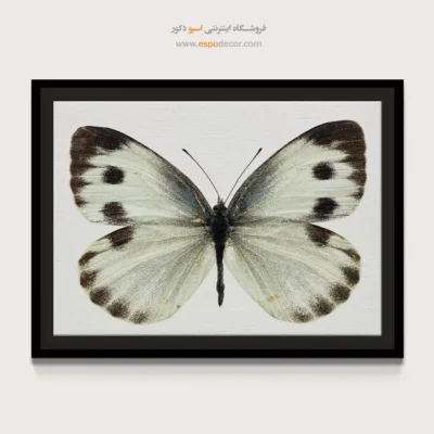تابلو پروانه - اسپو دکور