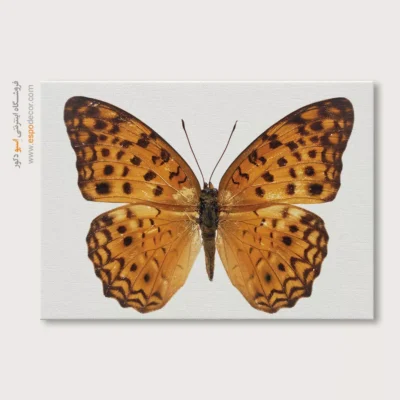 تابلو پروانه - اسپو دکور