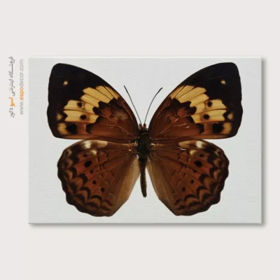 تابلو پروانه - اسپو دکور