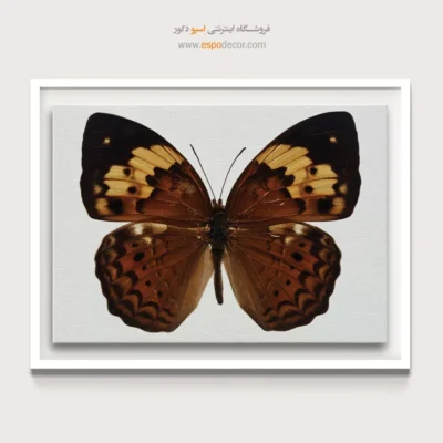 تابلو پروانه - اسپو دکور