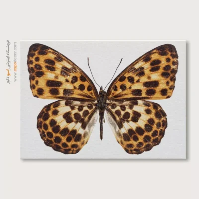 تابلو پروانه - اسپو دکور