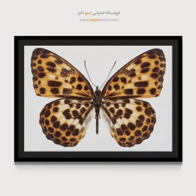 تابلو پروانه - اسپو دکور