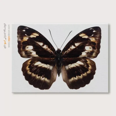 تابلو پروانه - اسپو دکور