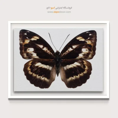تابلو پروانه - اسپو دکور