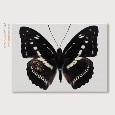 تابلو پروانه - اسپو دکور