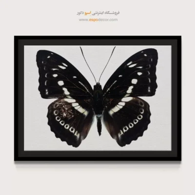 تابلو پروانه - اسپو دکور