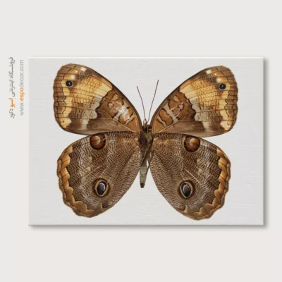 تابلو پروانه - اسپو دکور