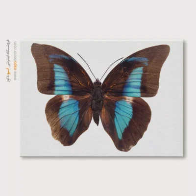 تابلو پروانه - اسپو دکور