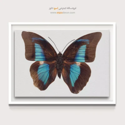 تابلو پروانه - اسپو دکور