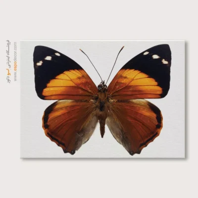 تابلو پروانه - اسپو دکور