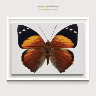 تابلو پروانه - اسپو دکور