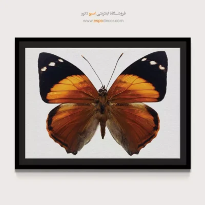 تابلو پروانه - اسپو دکور