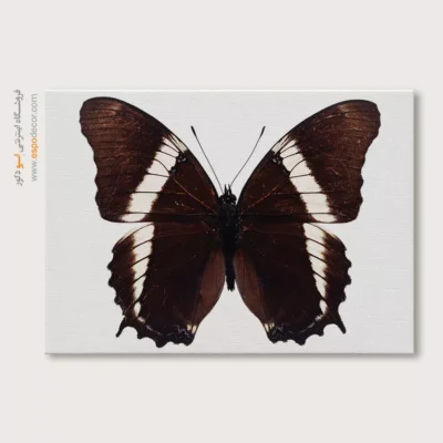 تابلو پروانه - اسپو دکور