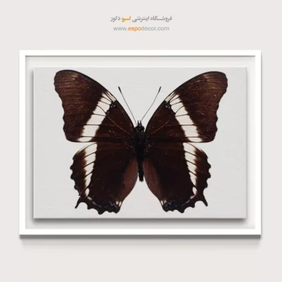 تابلو پروانه - اسپو دکور