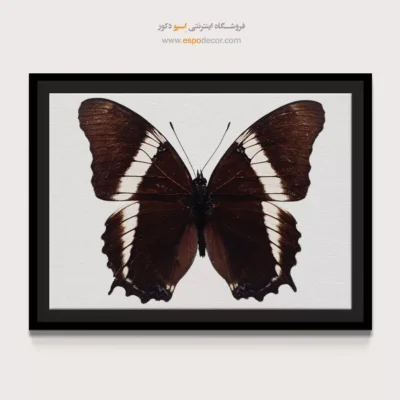 تابلو پروانه - اسپو دکور