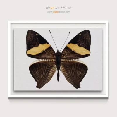 تابلو پروانه - اسپو دکور