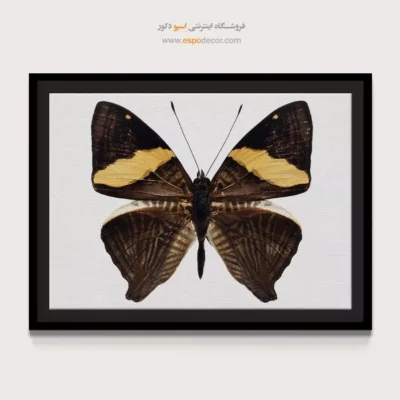 تابلو پروانه - اسپو دکور