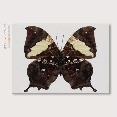تابلو پروانه - اسپو دکور