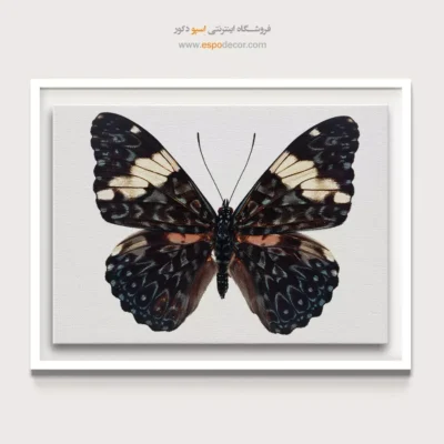 تابلو پروانه - اسپو دکور