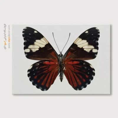 تابلو پروانه - اسپو دکور