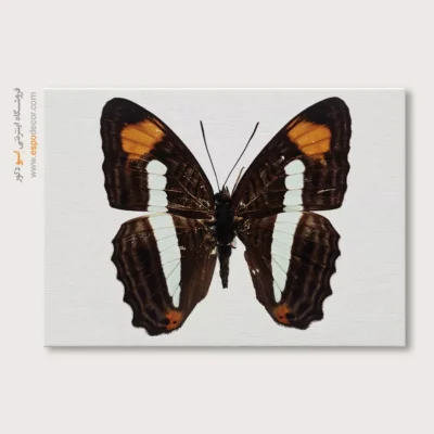 تابلو پروانه - اسپو دکور