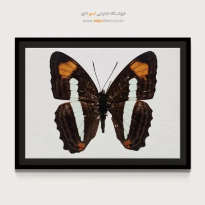 تابلو پروانه - اسپو دکور