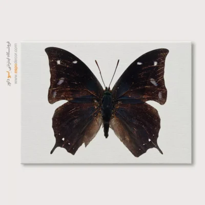 تابلو پروانه - اسپو دکور