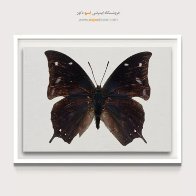 تابلو پروانه - اسپو دکور