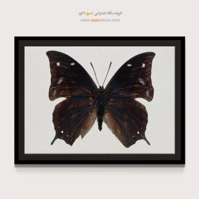 تابلو پروانه - اسپو دکور